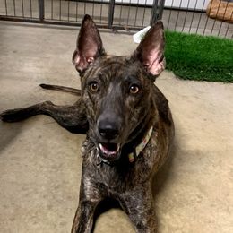 JUSTICE - Thai Ridgeback