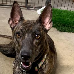 JUSTICE - Thai Ridgeback