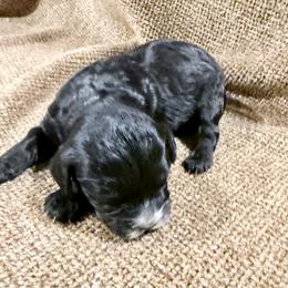 Boy 3 - Black and white male Cavapoo puppy in Bloomfield, Iowa from Schooley Doodles