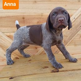 Anna - Liver roan female German Shorthaired Pointer puppy in Elberta, Alabama from Old Orchard Farm
