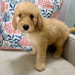 Glory - Apricot female Goldendoodle puppy in Pensacola, Florida from Goldendoodles Love You in Pensacola Friend Edition