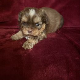 Milo - Liver male Shih Tzu puppy in Valley Mills, Texas from Busch Pups