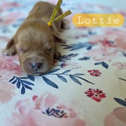 Lottie - female Cavapoochon puppy in Bullard, Texas from Cavapoochon Central LLC