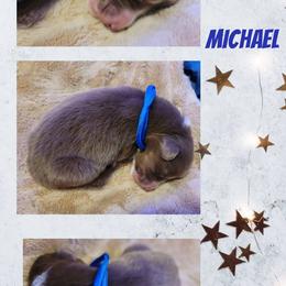 Michael - Red tri-color male Australian Shepherd puppy in Pottstown, Pennsylvania from Easter Lily Australian Shepherds
