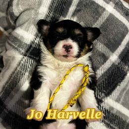 Jo Harvelle - Black and tan female Pembroke Welsh Corgi puppy in Olathe, Colorado from Rocking LJ Breeding