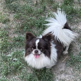 shredder - Chihuahua