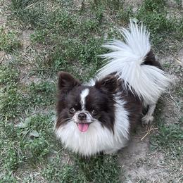shredder - Chihuahua