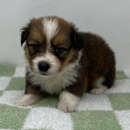 Artemis (fluffy) - Sable and white male American Corgi puppy in Waco, Texas from The Comma Corgis