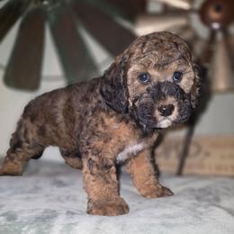 Bentley - Sable and white male Cockapoo puppy in Indiahoma, Oklahoma from Phamily Doodles