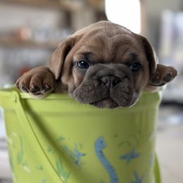 French Bulldog Puppies from Frontier Frenchies, LLC
