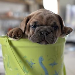 French Bulldog Puppies from Frontier Frenchies, LLC