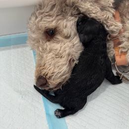 Raja - - male Labradoodle puppy in Lehi, Utah from Our Little Farm Life Doodles