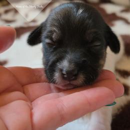 Boy 4: Twin One - Tri-color male Russell Terrier puppy in Harvel, Illinois from Ruff and Tumble Russell Terriers