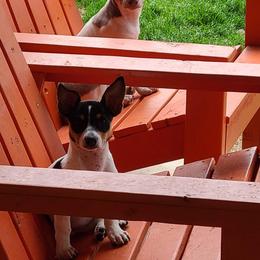 Teddy Roosevelt Terrier Puppies from Travelin' Man Terriers