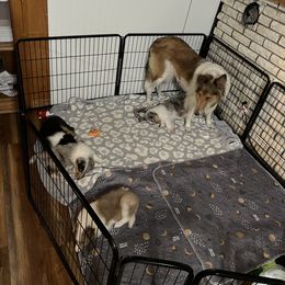 Collie and Yorkshire Terrier Puppies from Jolly Collies & Kingdom Elite Yorkshire Terriers