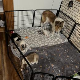 Collie and Yorkshire Terrier Puppies from Jolly Collies & Kingdom Elite Yorkshire Terriers