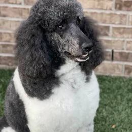 Poodles from Frosty’s Poodles