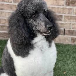 Poodles from Frosty’s Poodles