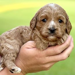 Girl 1 - Apricot female Cavapoo puppy in Newville, Alabama from Southeast cavapoos