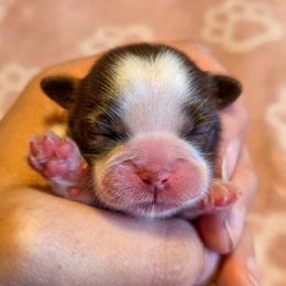 Toffee - Yellow Collar - Liver and white female Shih Tzu puppy in Troy, Ohio from Ever After Tails