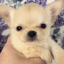 Girl 2 - Chihuahua puppy from Sweet Bean Chihuahuas