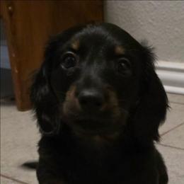 DAX - Black and tan male Dachshund puppy in Paradise, Texas from C and J Minis