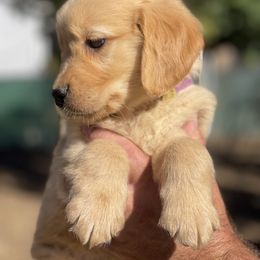Purple collar Female - Golden female Golden Retriever puppy in Yucaipa, California from Blessed Goldens