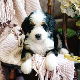 Zafira - Tri-color female Bernedoodle puppy in Grove, Oklahoma from Grand Lake Poodles & Doodles