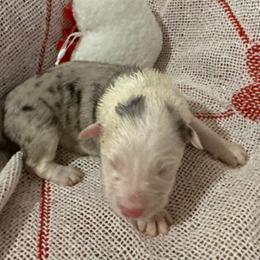 Phoenix - Blue merle female Border Collie puppy in Mckinney, Texas from Border Collies of Ruidoso