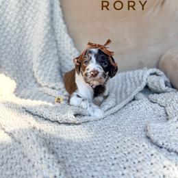 Rory - Merle female Goldendoodle puppy in Dallas County, Texas from Dream A Little Doodle