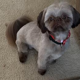 Inmate - Shih Tzu
