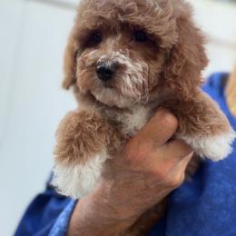 Purdy red with wh mkgs - Red  male Poodle puppy in Haines City, Florida from Camic Cockapoos