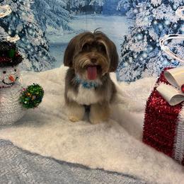 Oakli - Havanese