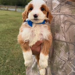 Briggs - Navy - Red  male Goldendoodle puppy in Ruthorfordton, North Carolina from Duncan Doodles Goldendoodles