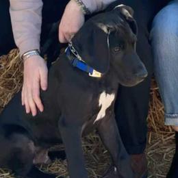 Great Dane Puppies from Morgan's North Alabama Danes