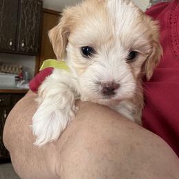 Emerald - Merle female Maltipoo puppy in Fredericksburg, Ohio from Edna Keim