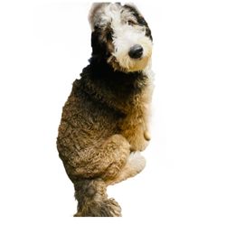 Stella - Bernedoodle