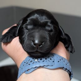 Female puppy spot - Black female Labrador Retriever puppy in Millville, New Jersey from Puzzles Labradors