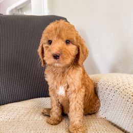 Tate - Red male Bernedoodle puppy in Amery, Wisconsin from Cornerstone Kennels