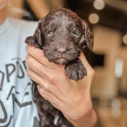 Bunny - Brown female Bernedoodle puppy in Jackson, Missouri from Pincksten Family Doodles