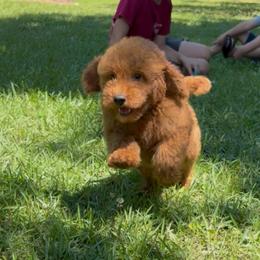 Yellow Collar Boy - Red  male Goldendoodle puppy in Cullman, Alabama from My Awesome Rover