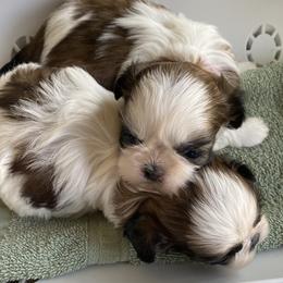 Shih Tzu Puppies from Willow Lane Shih Tzus