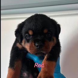 Red - Black and mahogany female Rottweiler puppy in San Bernandino, California from VON DER SENTINEL