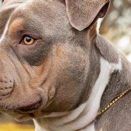 American Bullies from Byrnes Royal Bullyz
