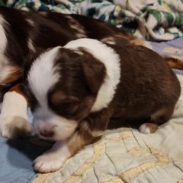 Girl 2 - Red & white female Toy Australian Shepherd puppy in Ocala, Florida from Crazy Aussie Chaos