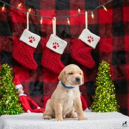 Labrador Retriever Puppies from Sun Ridge Labradors