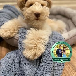 Sienna - Miniature Schnauzer
