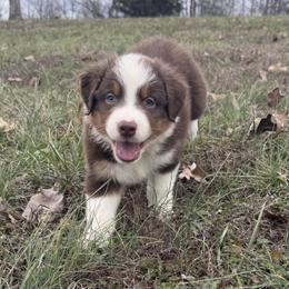 Boy 2-Red Tri - Red tri-color male Australian Shepherd puppy in Mayfield, Kentucky from Hamilton Farms