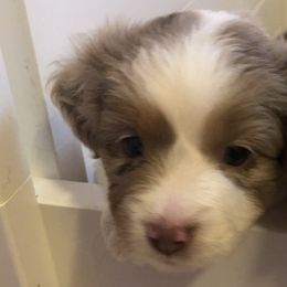 Girl 3 - Miniature Australian Shepherd puppy in Corydon, Indiana from Arbuckle’s Lookin Good Aussies (LGA)