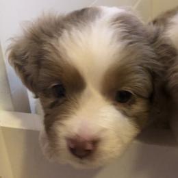 Girl 3 - Miniature Australian Shepherd puppy in Corydon, Indiana from Arbuckle’s Lookin Good Aussies (LGA)